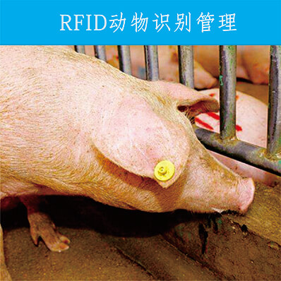 RFID动物识别管理